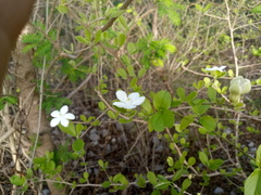 Casearia yucatanensis