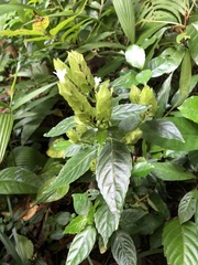 Hemigraphis cumingiana