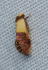 Eupselia beltera