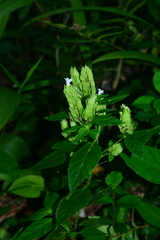 Hemigraphis cumingiana