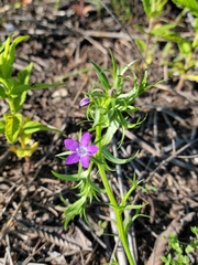 Triodanis leptocarpa