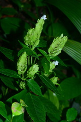 Hemigraphis cumingiana