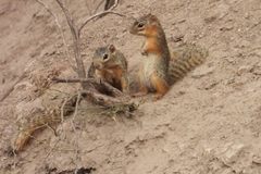 Notocitellus annulatus