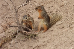 Notocitellus annulatus