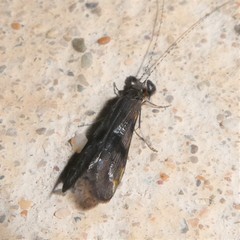 Mystacides azureus