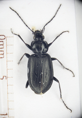 Agonum moestum