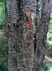 Betula alnoides