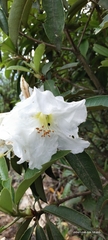 Rhododendron maddenii