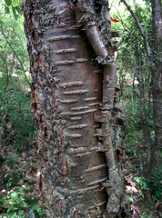 Betula alnoides