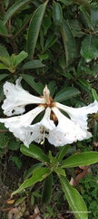 Rhododendron maddenii