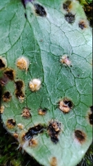 Puccinia actaeae-agropyri