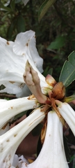 Rhododendron maddenii