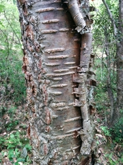 Betula alnoides
