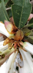 Rhododendron maddenii