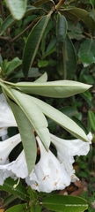 Rhododendron maddenii