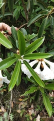 Rhododendron maddenii