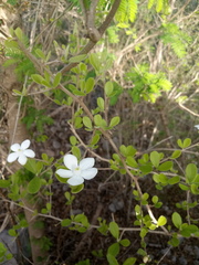 Casearia yucatanensis