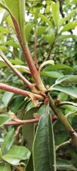 Rhododendron maddenii