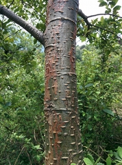 Alnus nepalensis