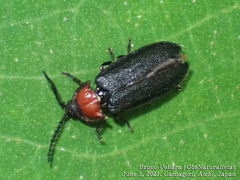 Cyphonocerus ruficollis