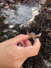 Lophopanopeus bellus