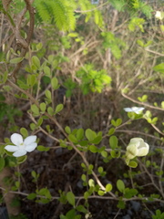 Casearia yucatanensis