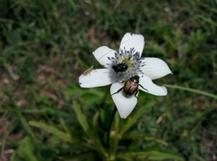 Eriocapitella rivularis