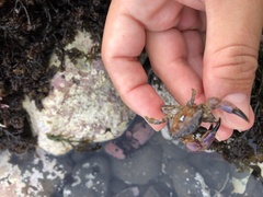 Lophopanopeus bellus