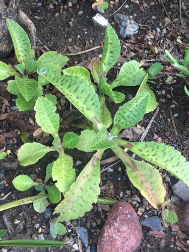 Kalanchoe gastonis-bonnieri
