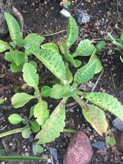 Kalanchoe gastonis-bonnieri
