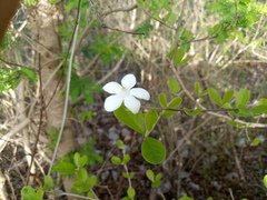 Casearia yucatanensis