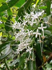 Pavetta hongkongensis