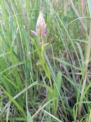 Dactylorhiza majalis baltica