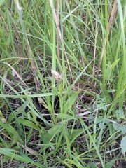 Dactylorhiza majalis baltica
