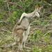 Whiptail Wallaby - Photo (c) Kevin Schafer, some rights reserved (CC BY-NC-ND), uploaded by Kevin Schafer