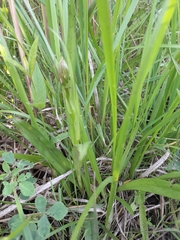 Dactylorhiza majalis baltica