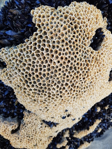 photo of Honeycomb Worm (Sabellaria alveolata)