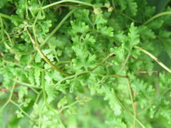 Lygodium japonicum