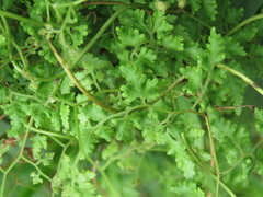 Lygodium japonicum