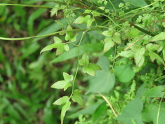 Lygodium japonicum