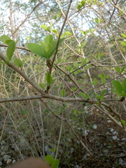 Casearia yucatanensis