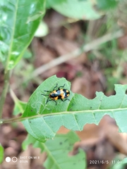 Phyllocharis undulata