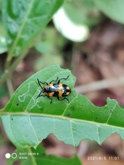 Phyllocharis undulata
