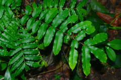 Zanthoxylum integrifoliolum