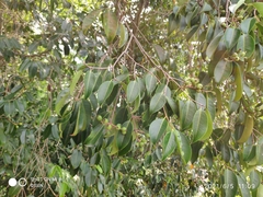 Syzygium grande