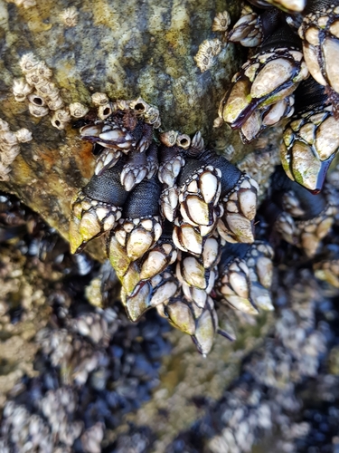 photo of Goose Barnacle (Pollicipes pollicipes)