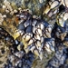 photo of Goose Barnacle (Pollicipes pollicipes)