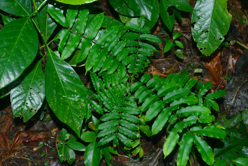 Zanthoxylum integrifoliolum