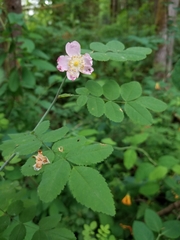 Rosa gymnocarpa