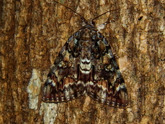 Catocala lacrymosa